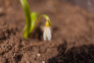 bahar bulanık bir arka plan üzerinde güzel beyaz kardelen