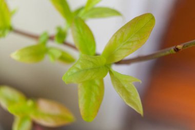 Şube bahar bulanık bir arka plan üzerinde genç yeşil filizi ile