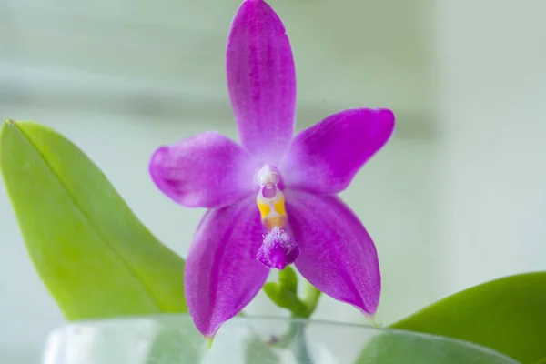 Beautiful Rare Orchid Pot Blurred Background — Stock Photo, Image