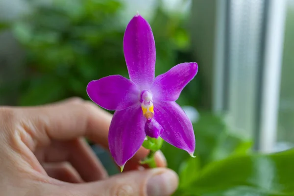 Orquídea Rara Bonita Pote Fundo Borrado — Fotografia de Stock