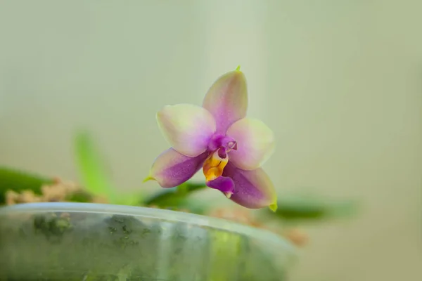 Krásné Vzácné Orchideje Hrnci Rozostřeného Pozadí — Stock fotografie