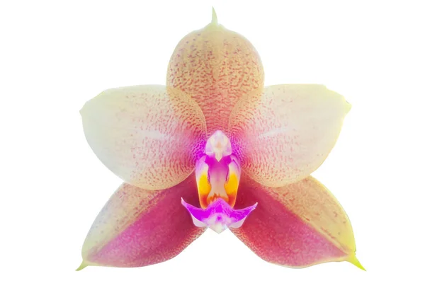 Schöne Seltene Orchidee Einem Topf Auf Weißem Hintergrund — Stockfoto