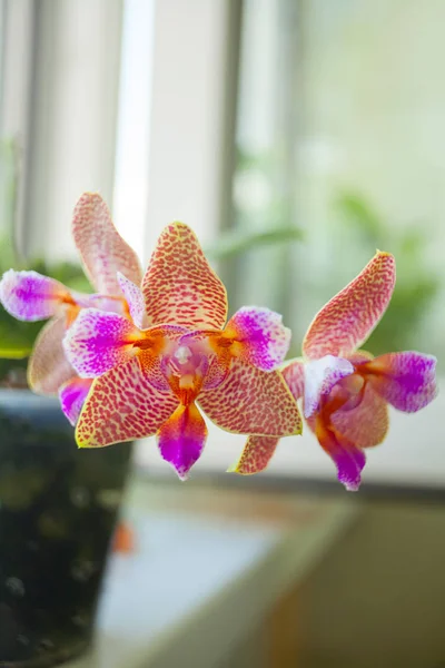 Bela Orquídea Pote Janela — Fotografia de Stock
