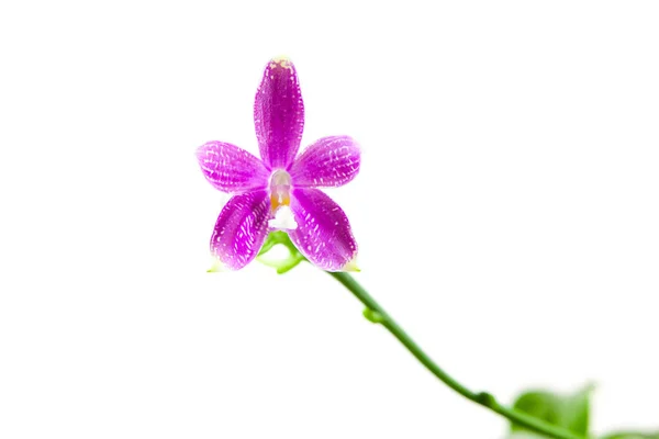 Mooie Zeldzame Orchidee Een Pot Een Witte Achtergrond — Stockfoto