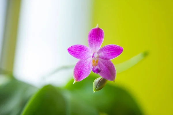 Belle Orchidée Rare Dans Pot Sur Fond Jaune — Photo