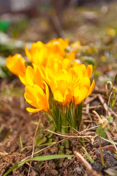 Arka Planda Güzel Bahar Çiçeği — Stok fotoğraf