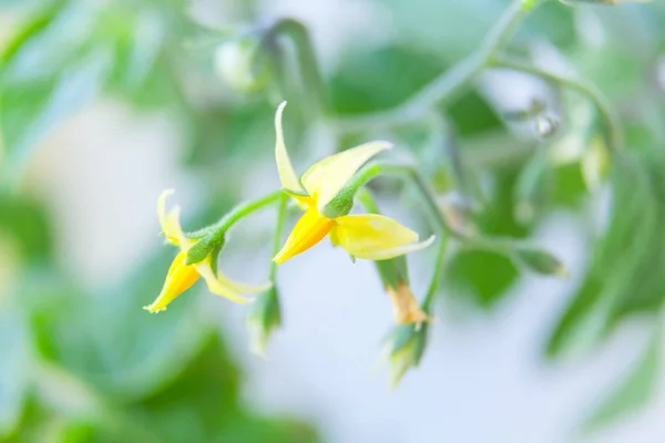 Fleur Tomate Printemps Sur Fond Neutre — Photo