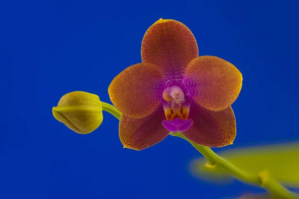 Vackra Sällsynt Orkidé Kruka Blå Bakgrund — Stockfoto