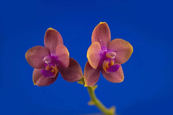 Hermosa Orquídea Rara Una Olla Sobre Fondo Azul — Foto de Stock