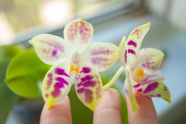 Schöne Seltene Orchidee Einem Topf Auf Verschwommenem Hintergrund — Stockfoto