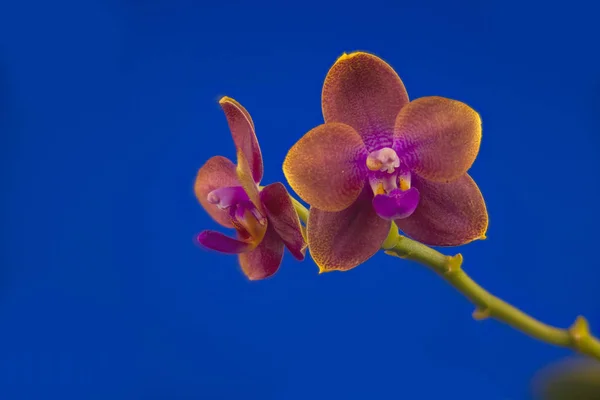 Mavi Bir Arka Plan Üzerinde Bir Tencerede Güzel Nadir Orkide — Stok fotoğraf