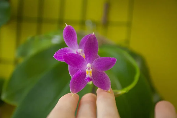 Schöne Seltene Orchidee Einem Topf Auf Gelbem Hintergrund — Stockfoto