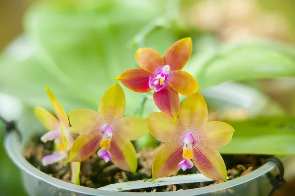 Krásné Vzácné Orchideje Hrnci Rozostřeného Pozadí — Stock fotografie