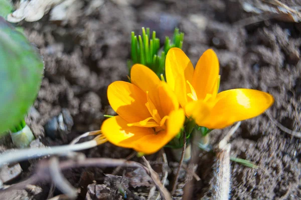 Arka Planda Güzel Bahar Çiçeği — Stok fotoğraf