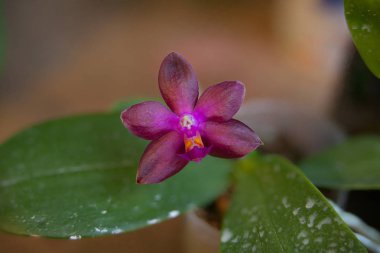 Bulanık bir arka plan üzerinde bir tencerede güzel nadir orkide