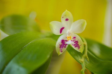 Sarı bir arka plan üzerinde bir tencerede güzel nadir orkide