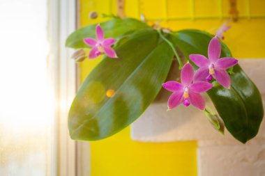 Sarı bir arka plan üzerinde bir tencerede güzel nadir orkide