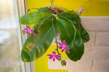 Bulanık bir arka plan üzerinde bir tencerede güzel nadir orkide