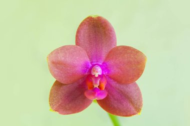 Bulanık bir arka plan üzerinde bir tencerede güzel nadir orkide