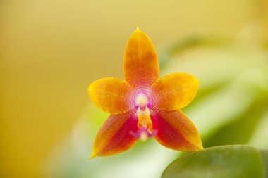 Bulanık bir arka plan üzerinde bir tencerede güzel nadir orkide