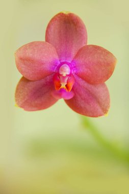 Bulanık bir arka plan üzerinde bir tencerede güzel nadir orkide