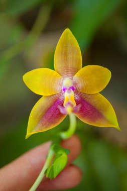 Bulanık bir arka plan üzerinde bir tencerede güzel nadir orkide