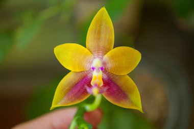 Bulanık bir arka plan üzerinde bir tencerede güzel nadir orkide