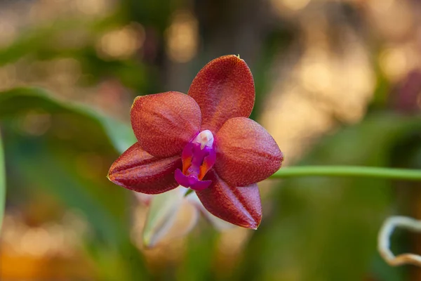 Bella Orchidea Rara Una Pentola Uno Sfondo Sfocato — Foto Stock