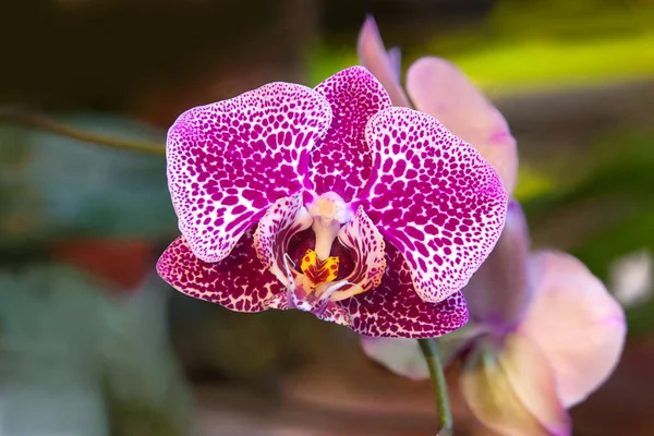 Bank Egy Elmosódott Háttér Gyönyörű Ritka Orchidea — Stock Fotó