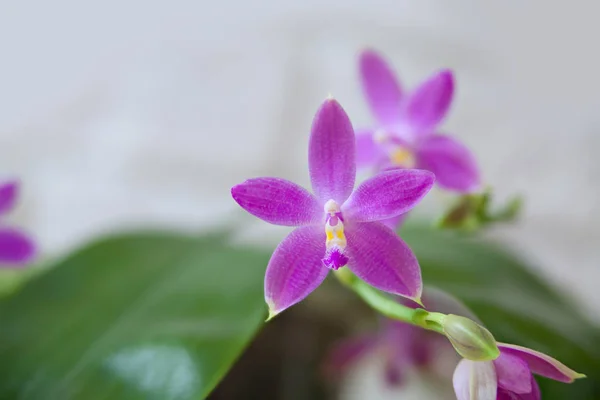 Belle Orchidée Rare Dans Pot Sur Fond Blanc — Photo