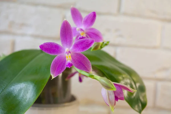 Belle Orchidée Rare Dans Pot Sur Fond Blanc — Photo