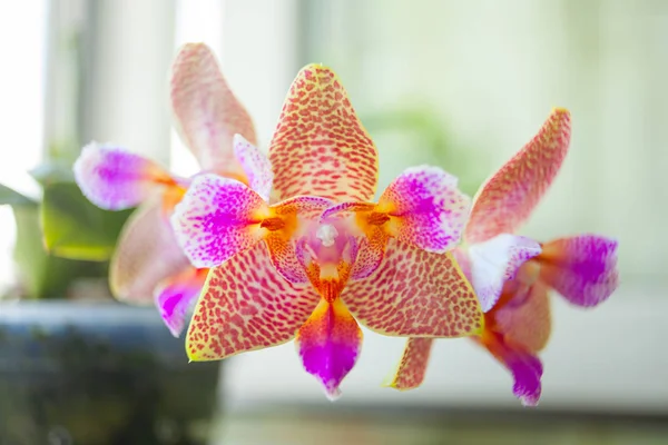 Penceredeki tencerede güzel bir orkide
