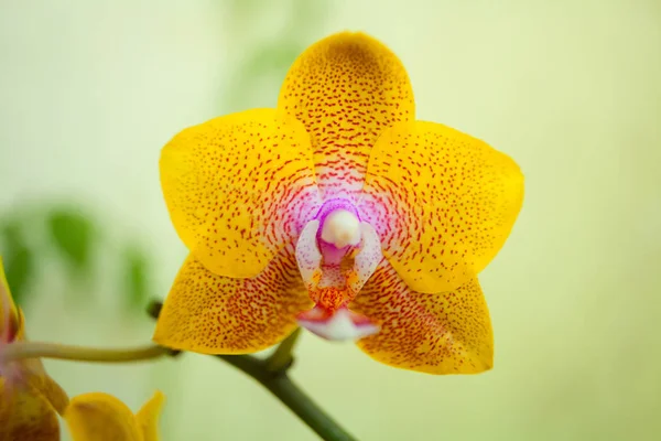 Красива Рідкісна Орхідея Горщику Жовтому Фоні — стокове фото