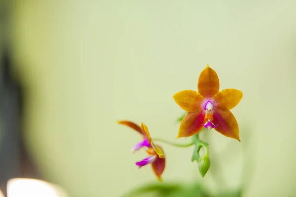 Красивая редкая орхидея в горшочке на размытом фоне — стоковое фото
