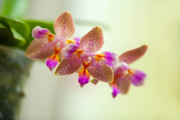 Bella Orchidea Una Pentola Sulla Finestra — Foto Stock