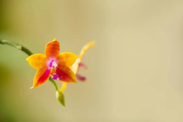 Belle Orchidée Rare Dans Pot Sur Fond Flou — Photo