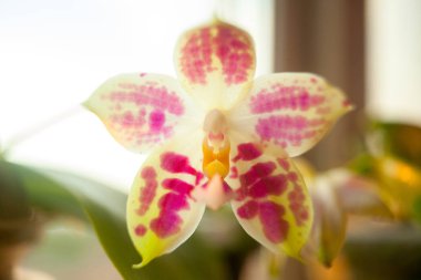 Bulanık bir arka plan üzerinde bir tencerede güzel nadir orkide