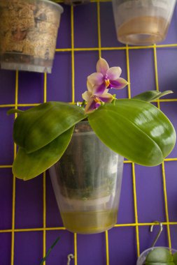Mavi bir arka plan üzerinde bir tencerede güzel nadir orkide