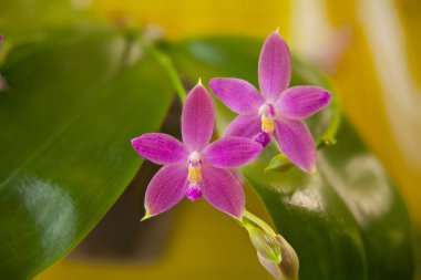 Sarı bir arka plan üzerinde bir tencerede güzel nadir orkide