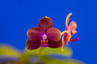 Mavi bir arka plan üzerinde bir tencerede güzel nadir orkide