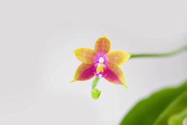 Beyaz arka planda bir tencerede nadir bulunan güzel bir orkide.