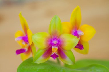 Bulanık bir arka plan üzerinde bir tencerede güzel nadir orkide