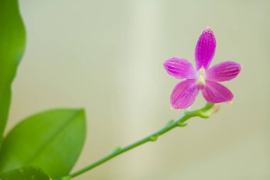 Bulanık bir arka plan üzerinde bir tencerede güzel nadir orkide