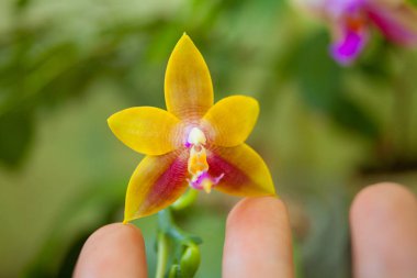 Bulanık bir arka plan üzerinde bir tencerede güzel nadir orkide