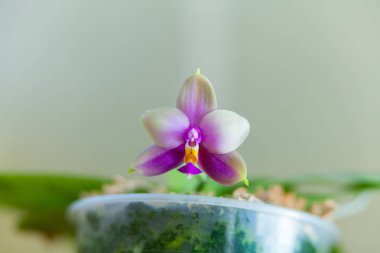 Bulanık bir arka plan üzerinde bir tencerede güzel nadir orkide
