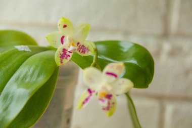 Beyaz arka planda bir tencerede nadir bulunan güzel bir orkide.