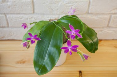 Beyaz arka planda bir tencerede nadir bulunan güzel bir orkide.