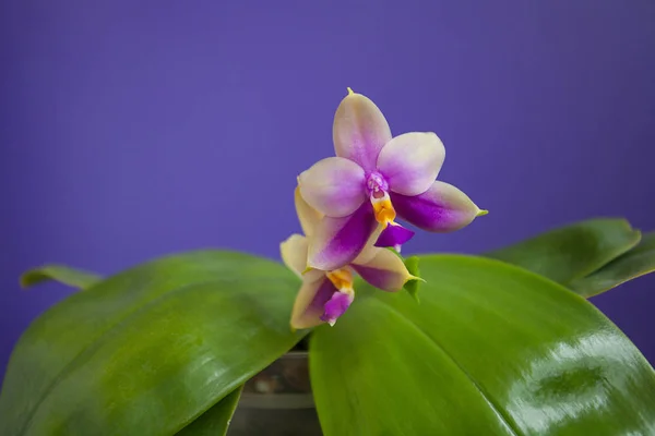 Mavi Bir Arka Plan Üzerinde Bir Tencerede Güzel Nadir Orkide — Stok fotoğraf