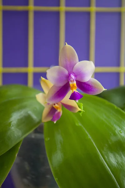Belle Orchidée Rare Dans Pot Sur Fond Bleu — Photo