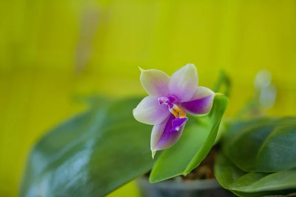 Beautiful Rare Orchid Pot Yellow Background — Stock Photo, Image